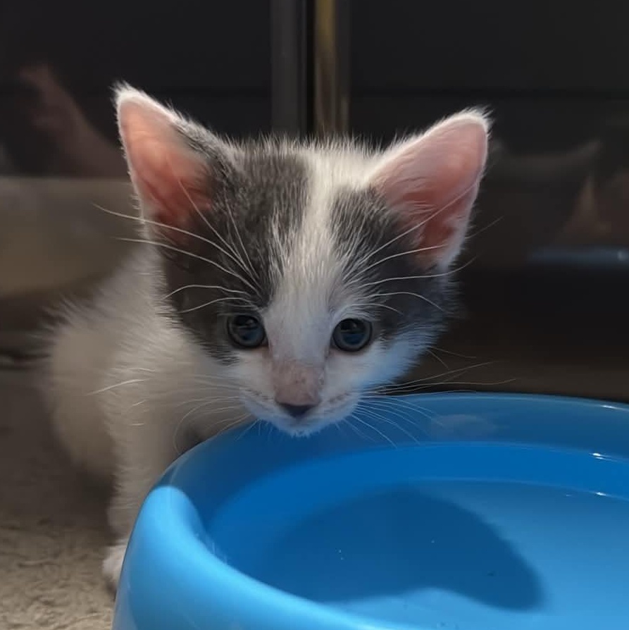 Mini Moo, a ADOPTABLE Domestic Short Hair in Milwaukee, WI image 1/4