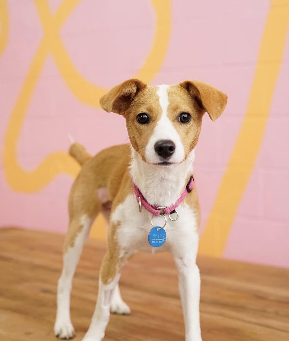 Enlarge Raymie, an adopted mixed breed in Pasadena, CA image 5/6