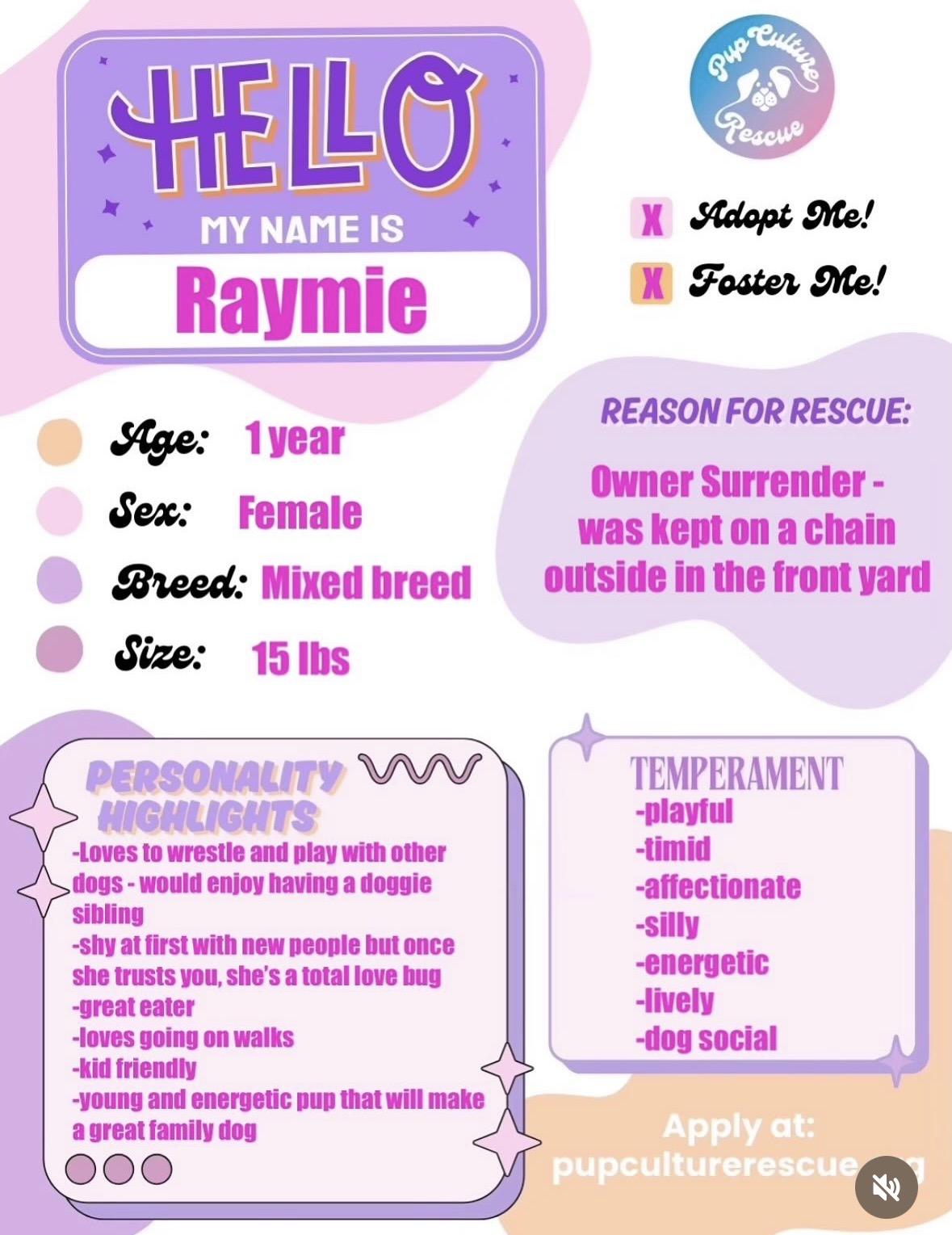 Enlarge Raymie, an adopted mixed breed in Pasadena, CA image 2/6