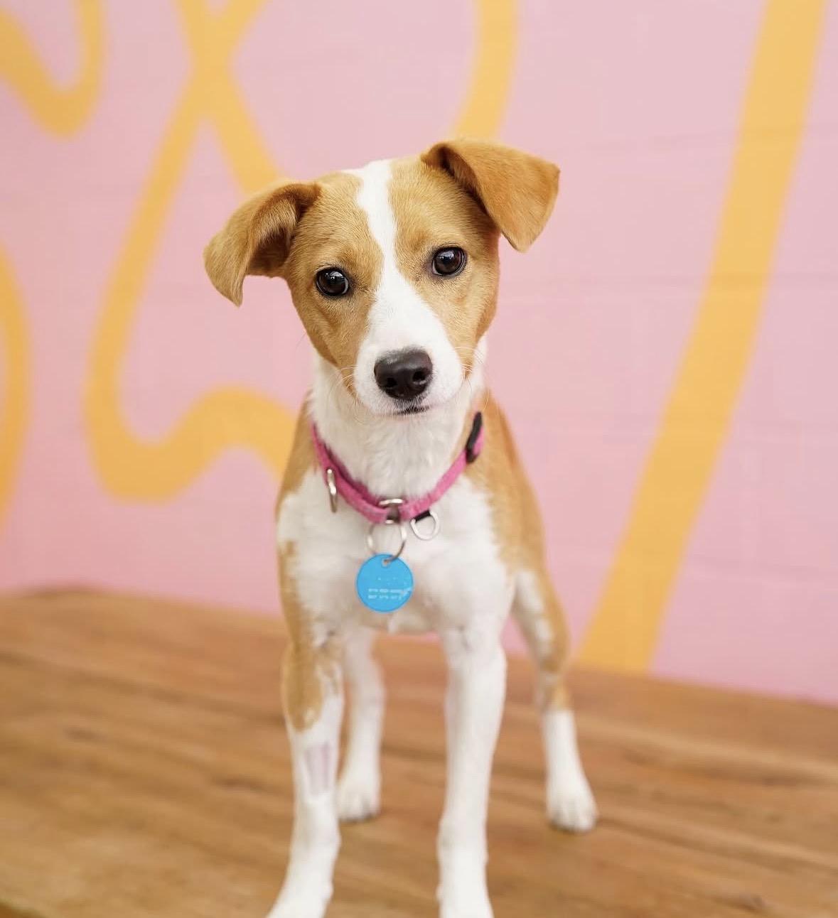 Enlarge Raymie, an adopted mixed breed in Pasadena, CA image 1/6