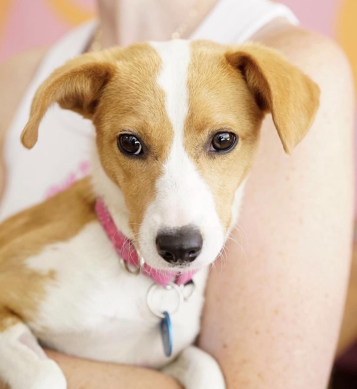 Enlarge Raymie, an adopted mixed breed in Pasadena, CA image 6/6