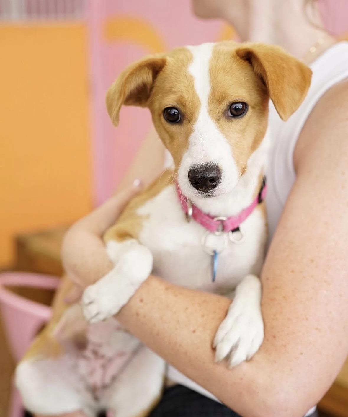 Enlarge Raymie, an adopted mixed breed in Pasadena, CA image 3/6