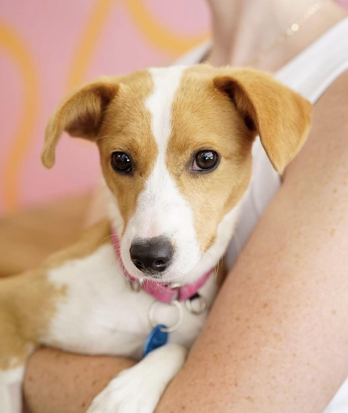 Enlarge Raymie, an adopted mixed breed in Pasadena, CA image 4/6