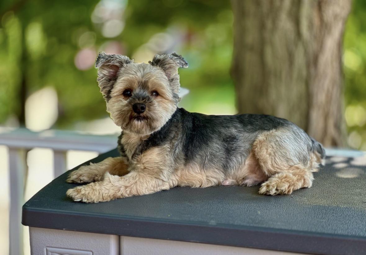 Enlarge Bandit, a ADOPTABLE Yorkshire Terrier in Taunton, MA image 1/4