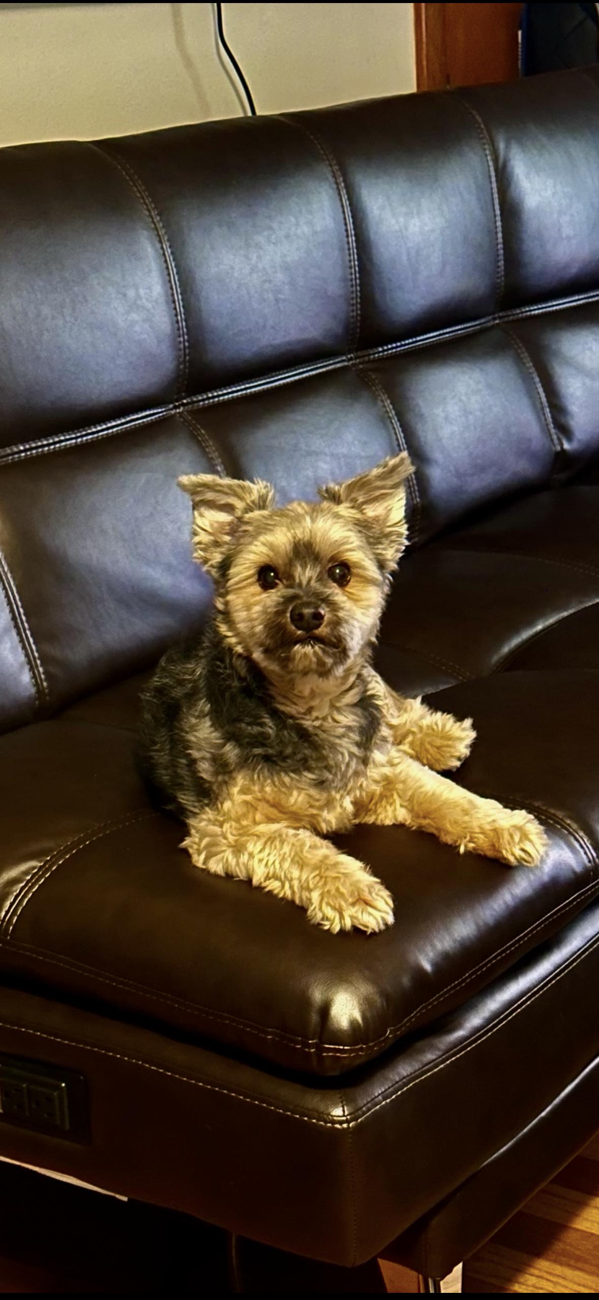 Enlarge Bandit, a ADOPTABLE Yorkshire Terrier in Taunton, MA image 4/4