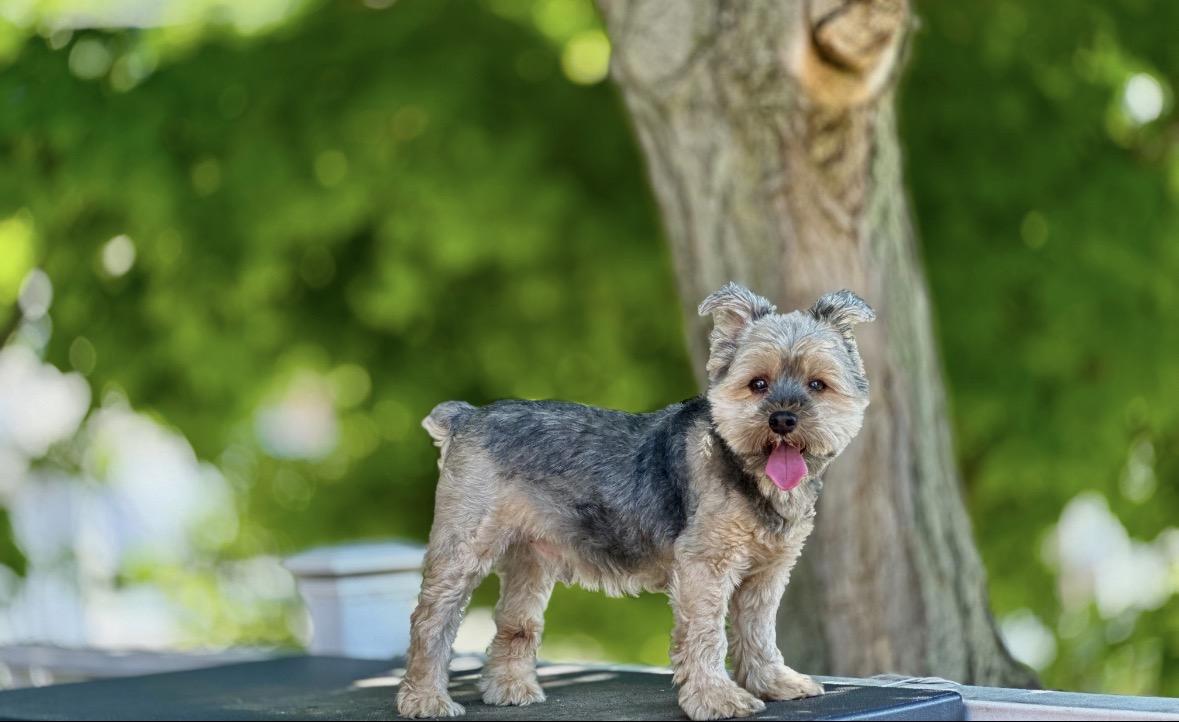 Enlarge Bandit, a ADOPTABLE Yorkshire Terrier in Taunton, MA image 2/4