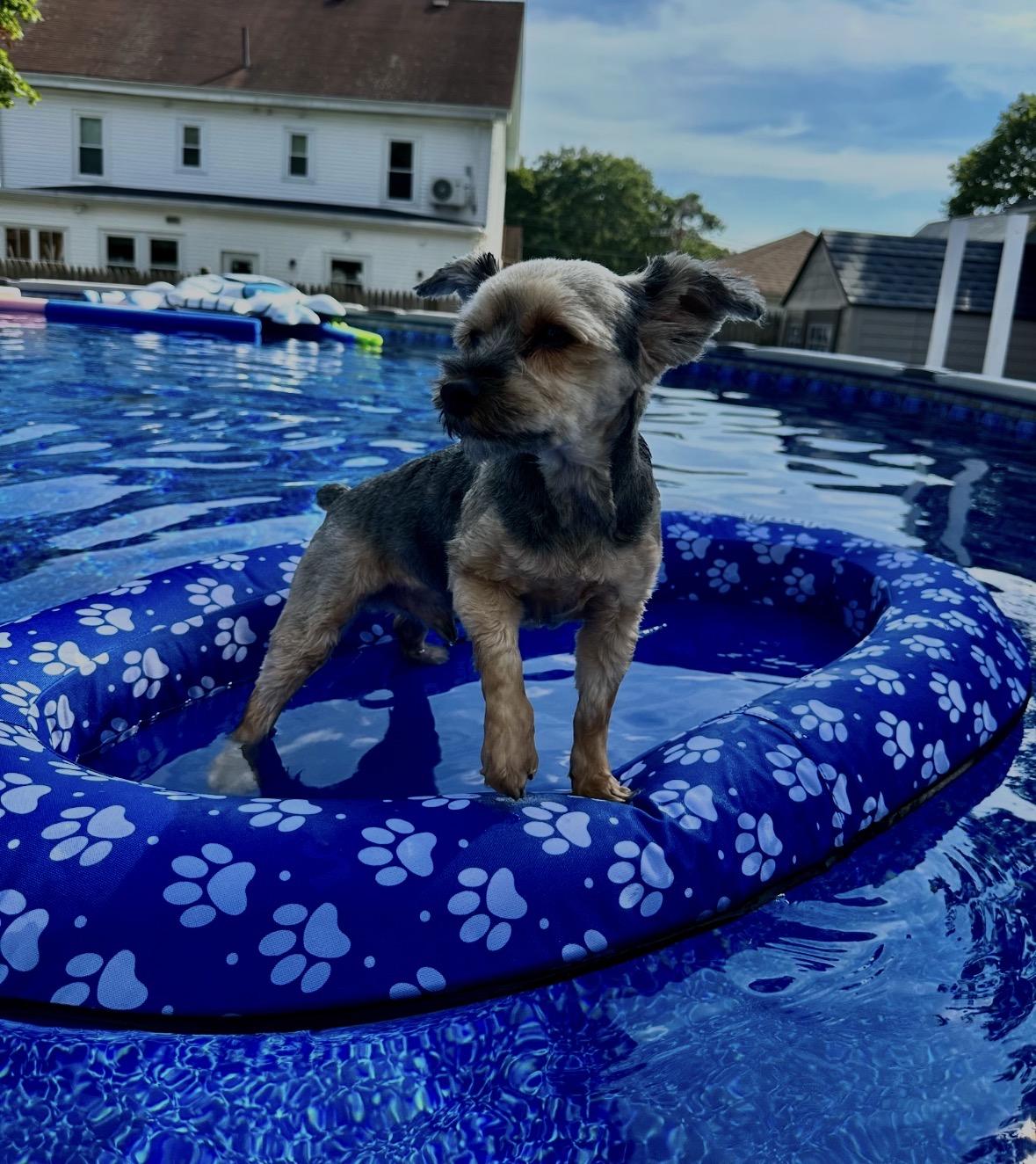 Enlarge Bandit, a ADOPTABLE Yorkshire Terrier in Taunton, MA image 3/4