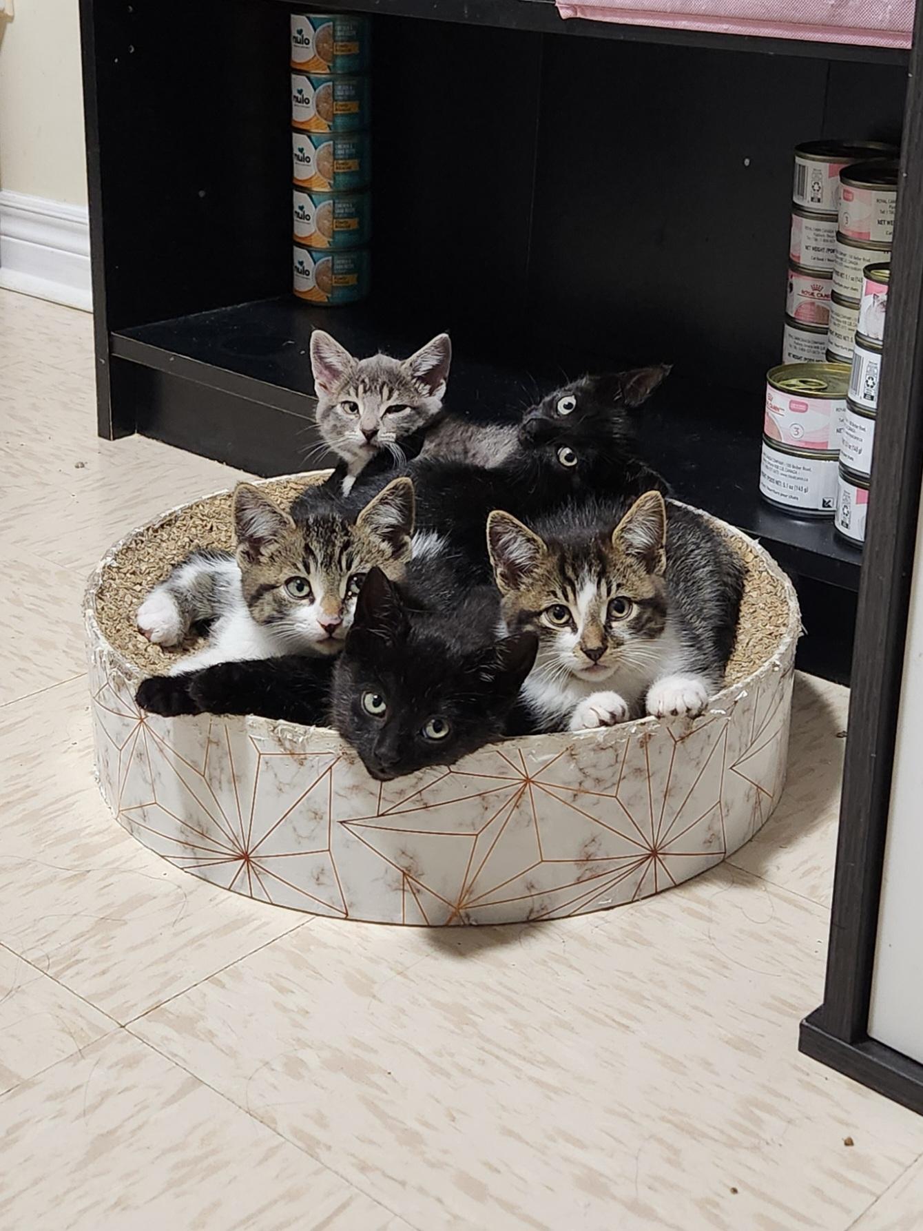 BMO *MUST BE ADOPTED AS A BUDDY CAT*, a ADOPTABLE Domestic Short Hair in Toronto, ON image 4/5