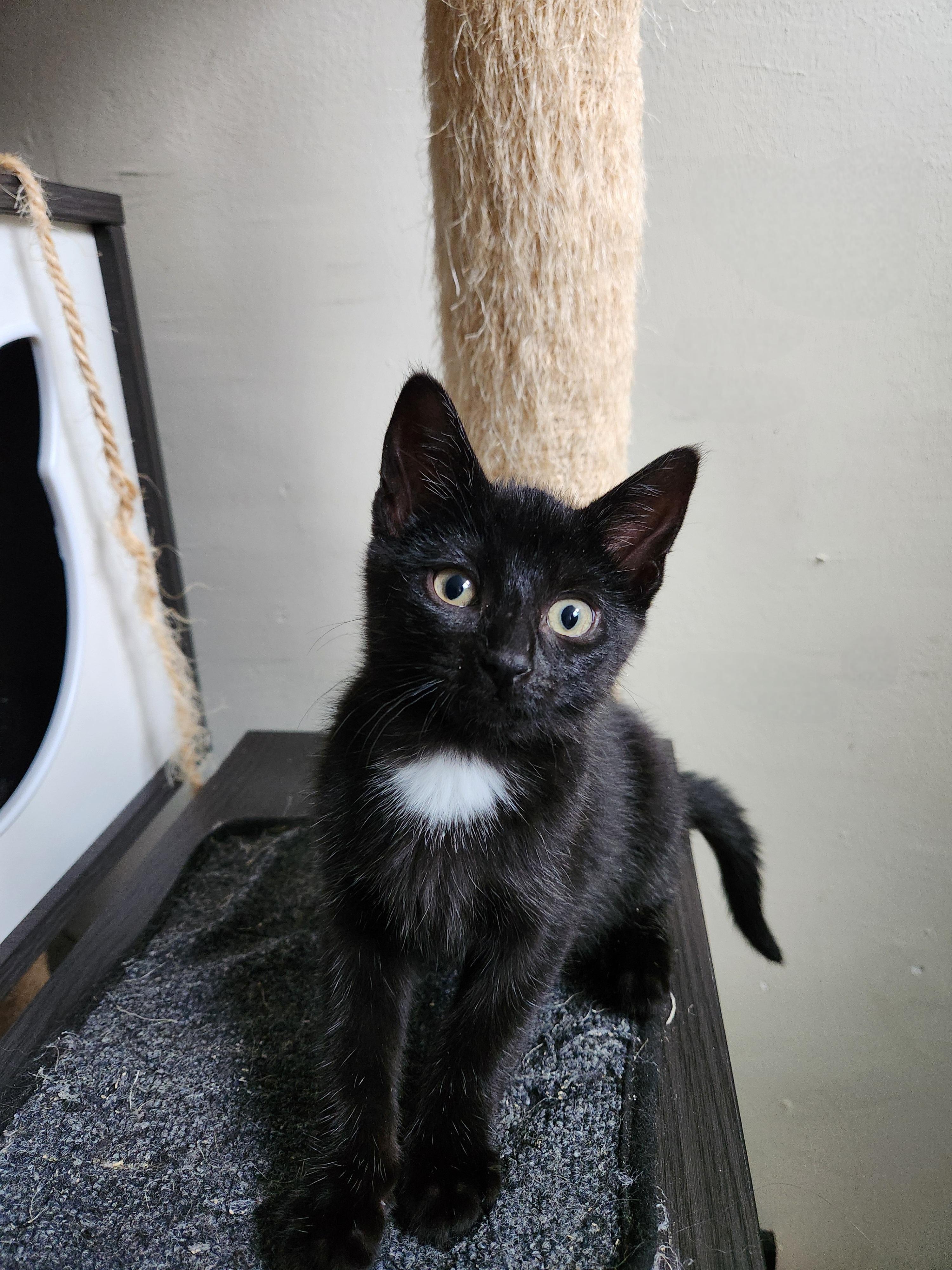 BMO *MUST BE ADOPTED AS A BUDDY CAT*, ADOPTABLE, Young Male Domestic Short Hair.