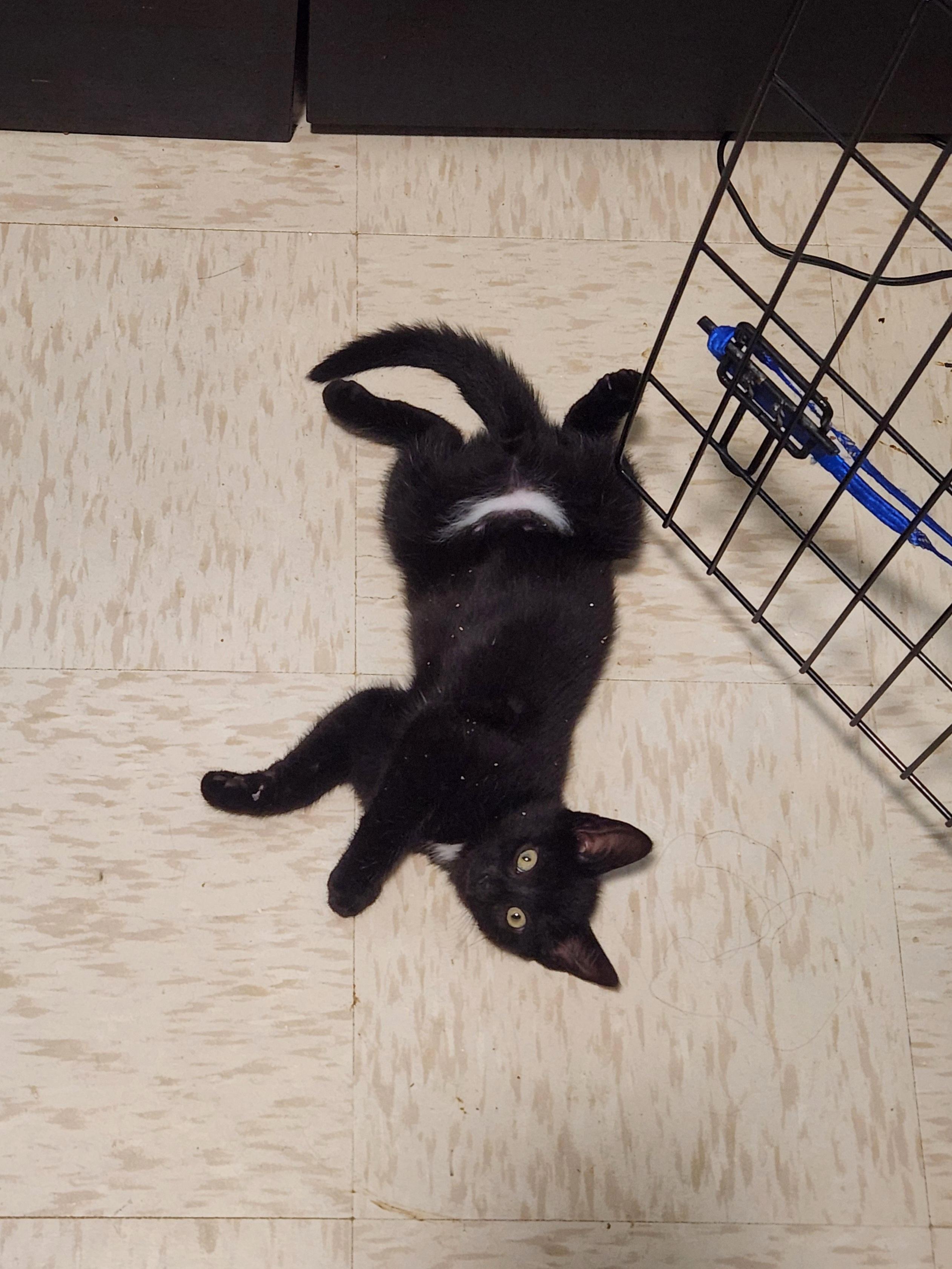 BMO *MUST BE ADOPTED AS A BUDDY CAT*, a ADOPTABLE Domestic Short Hair in Toronto, ON image 2/5