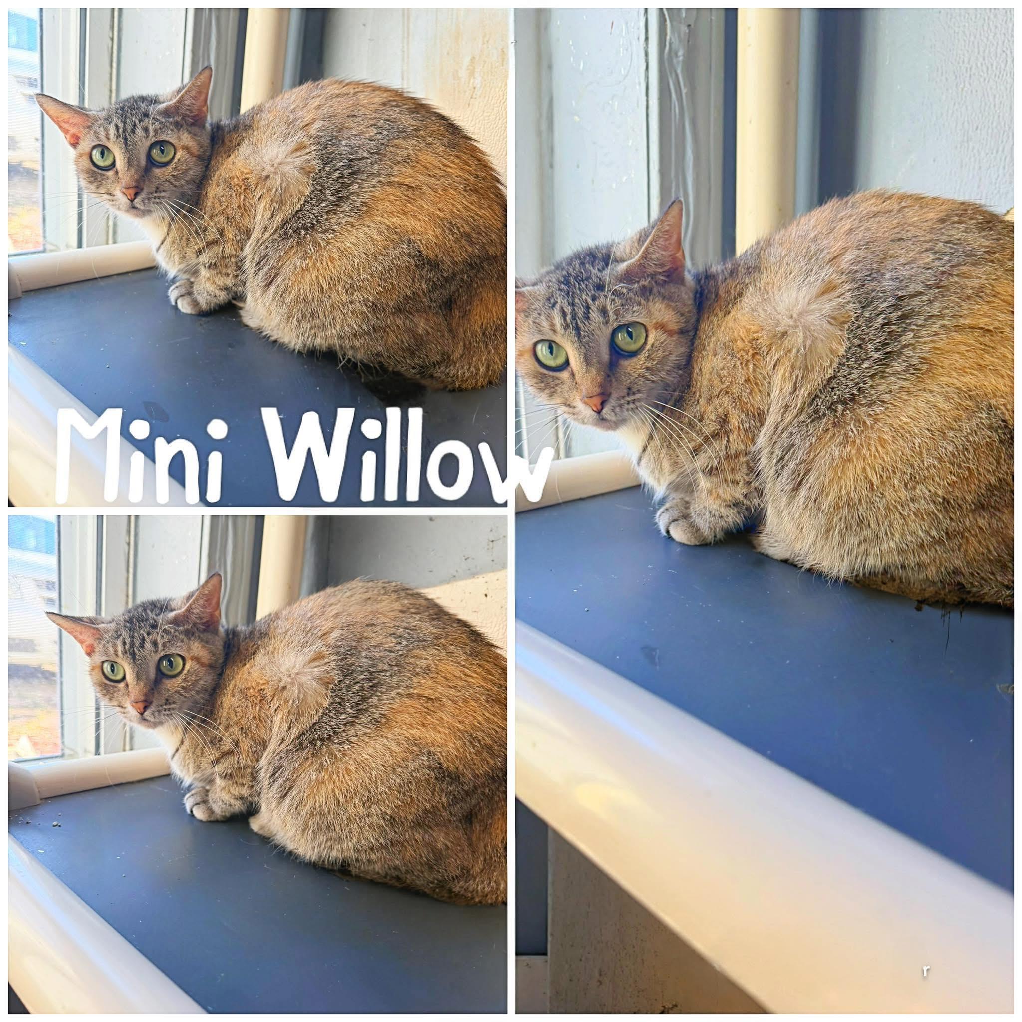 Enlarge Mini Willow, a ADOPTABLE Domestic Short Hair in Saint James, MO image 1/1