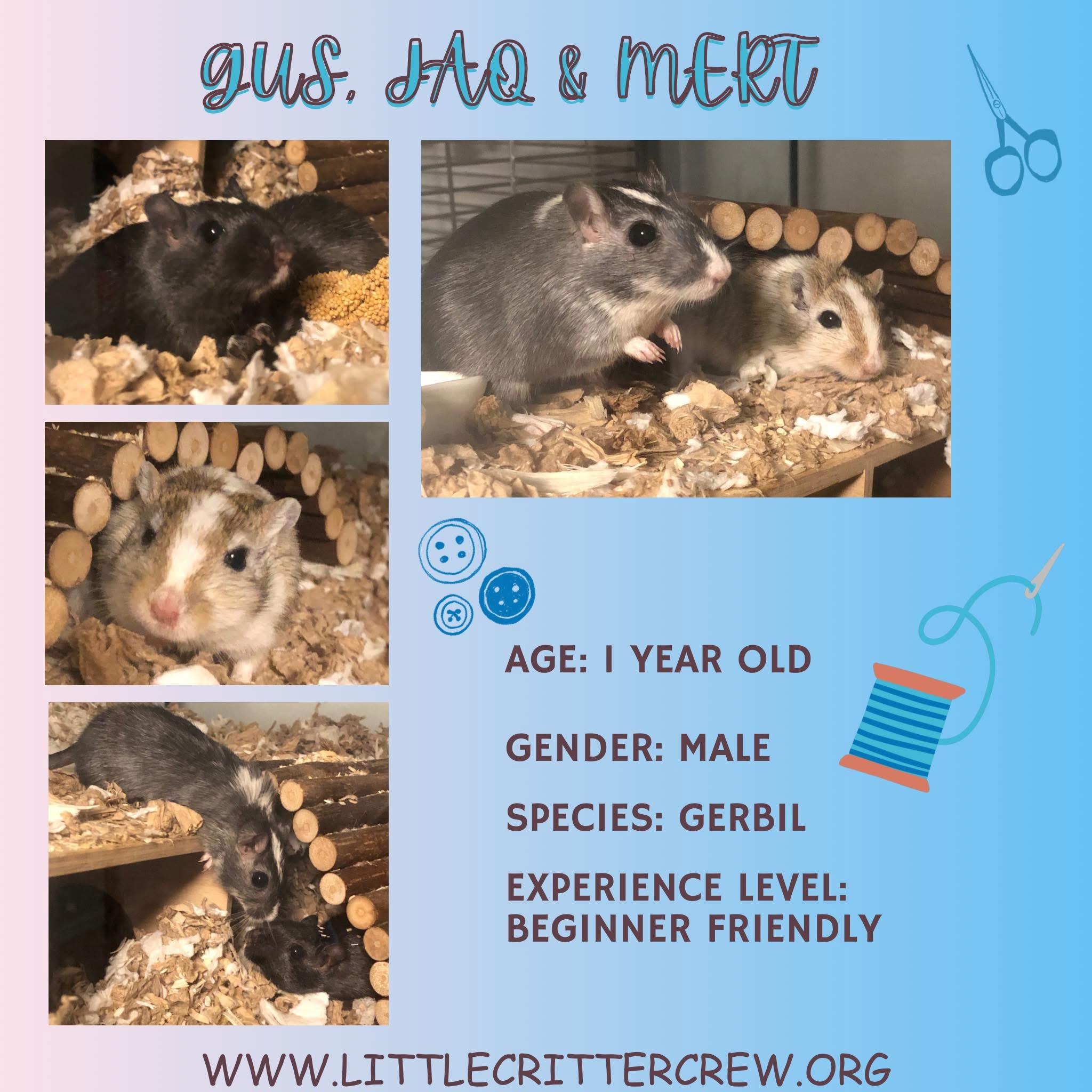 Enlarge Gus, Jaq & Mert, a Adoptable Gerbil image 1/1