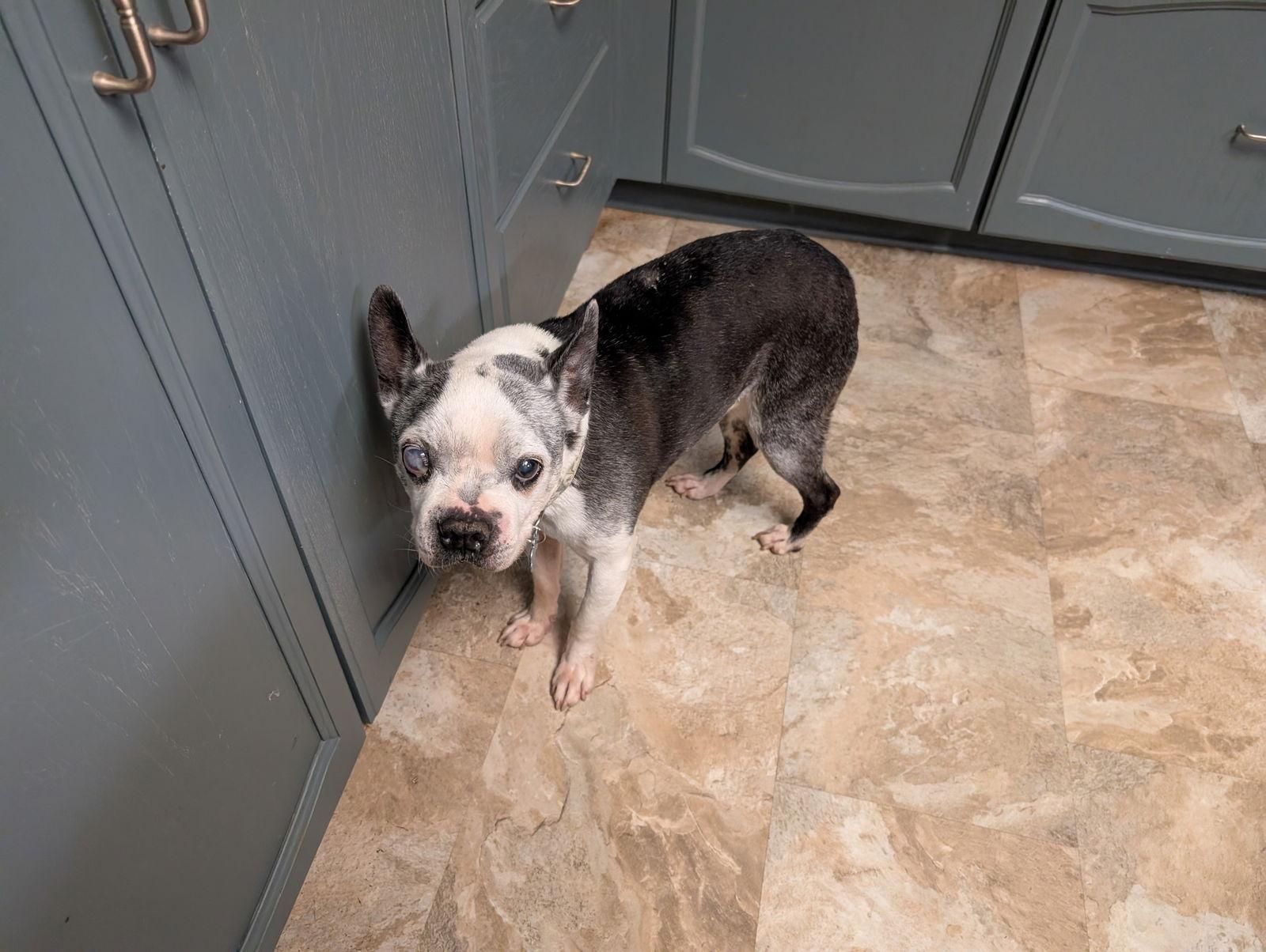 Enlarge Speedy, a Adoptable Boston Terrier in Huntington Beach, CA image 2/3