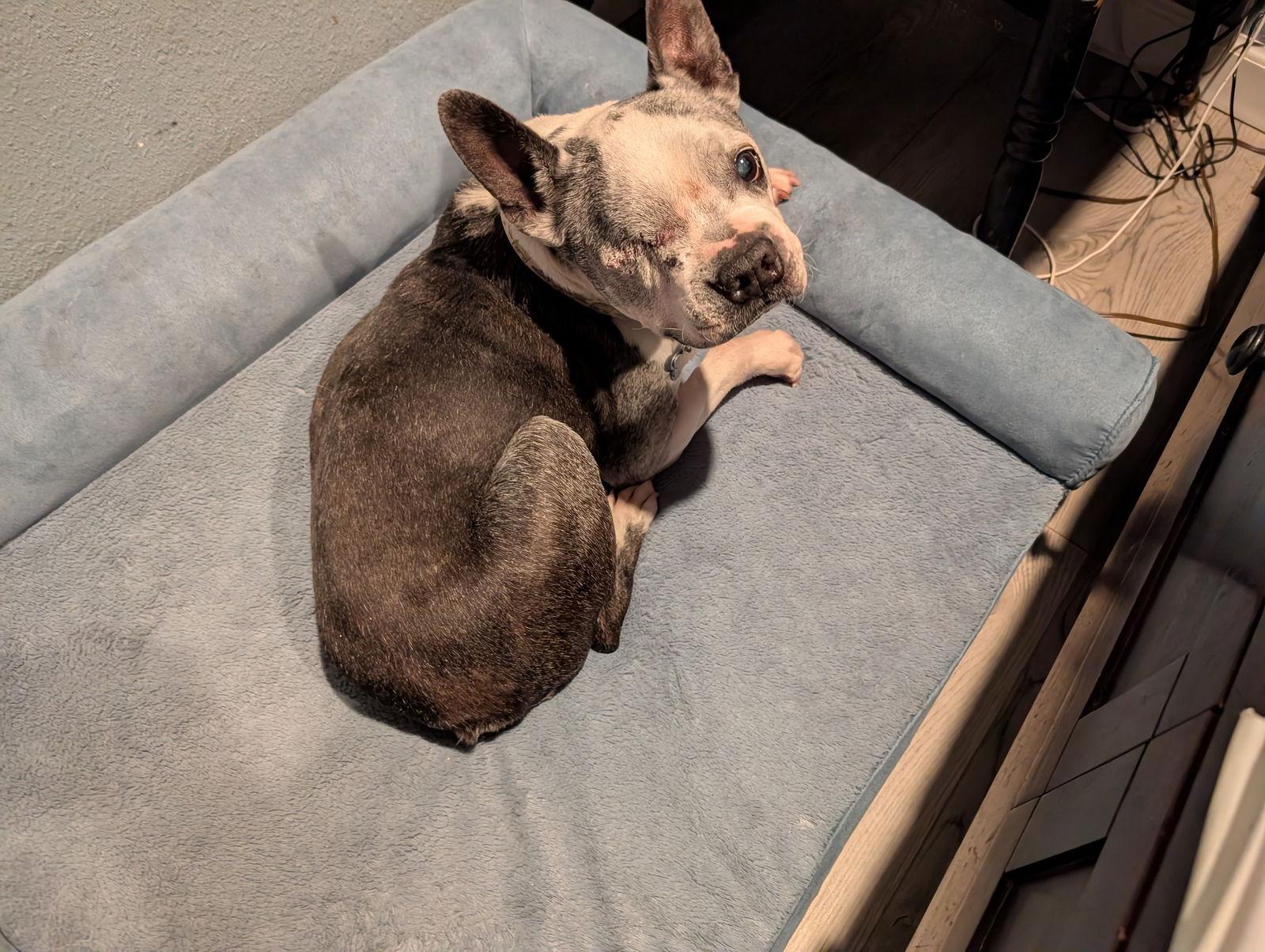 Enlarge Speedy, a Adoptable Boston Terrier in Huntington Beach, CA image 3/3