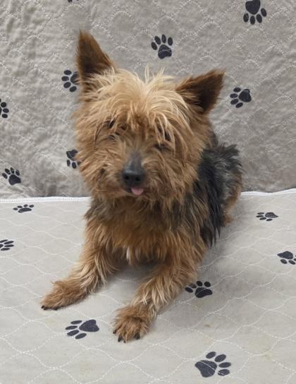 Rose, a Adoptable Yorkshire Terrier in Malvern, PA image 2/2