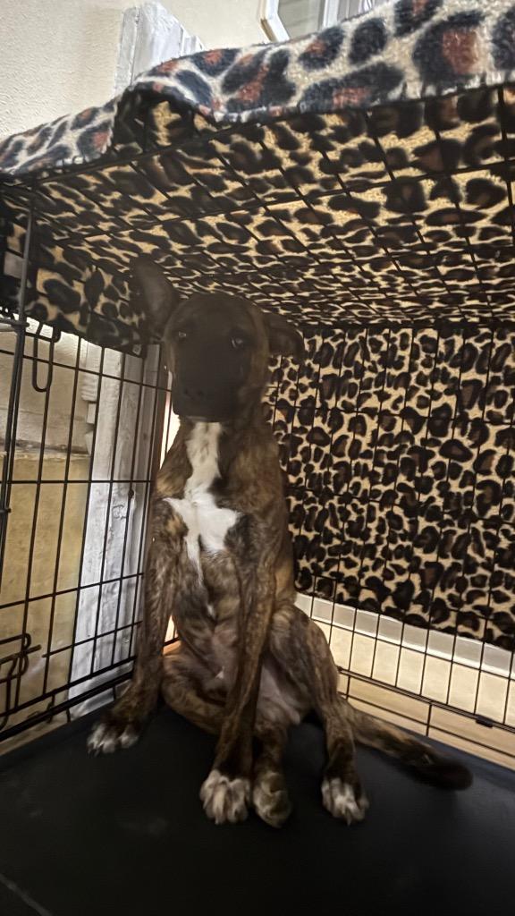Enlarge King, a Adoptable mixed breed in Albion, NY image 2/2
