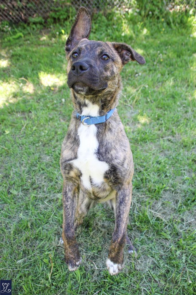 King, a Adoptable mixed breed in Albion, NY image 4/4