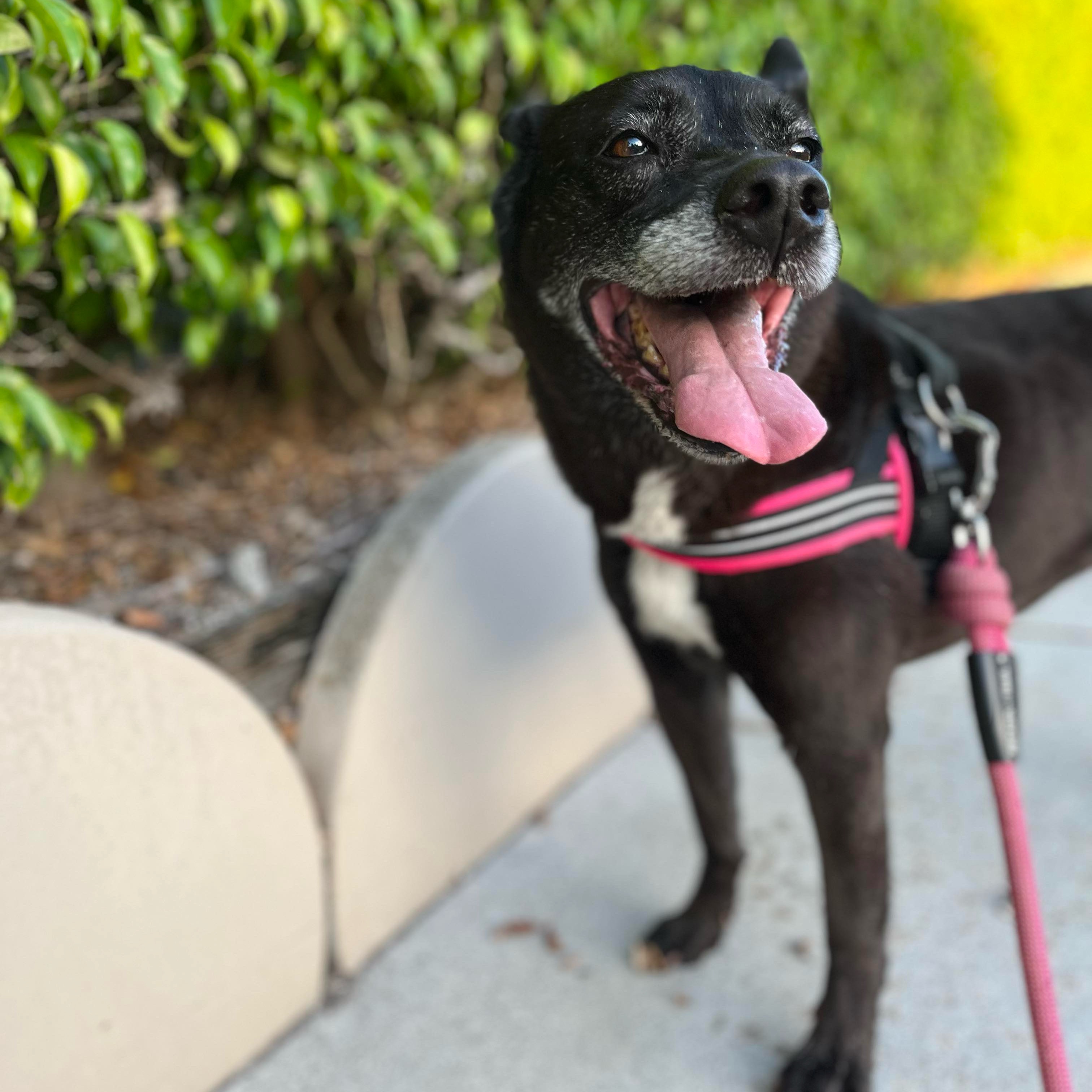 Madison, a Adoptable Australian Cattle Dog / Blue Heeler in Stuart, FL image 3/6