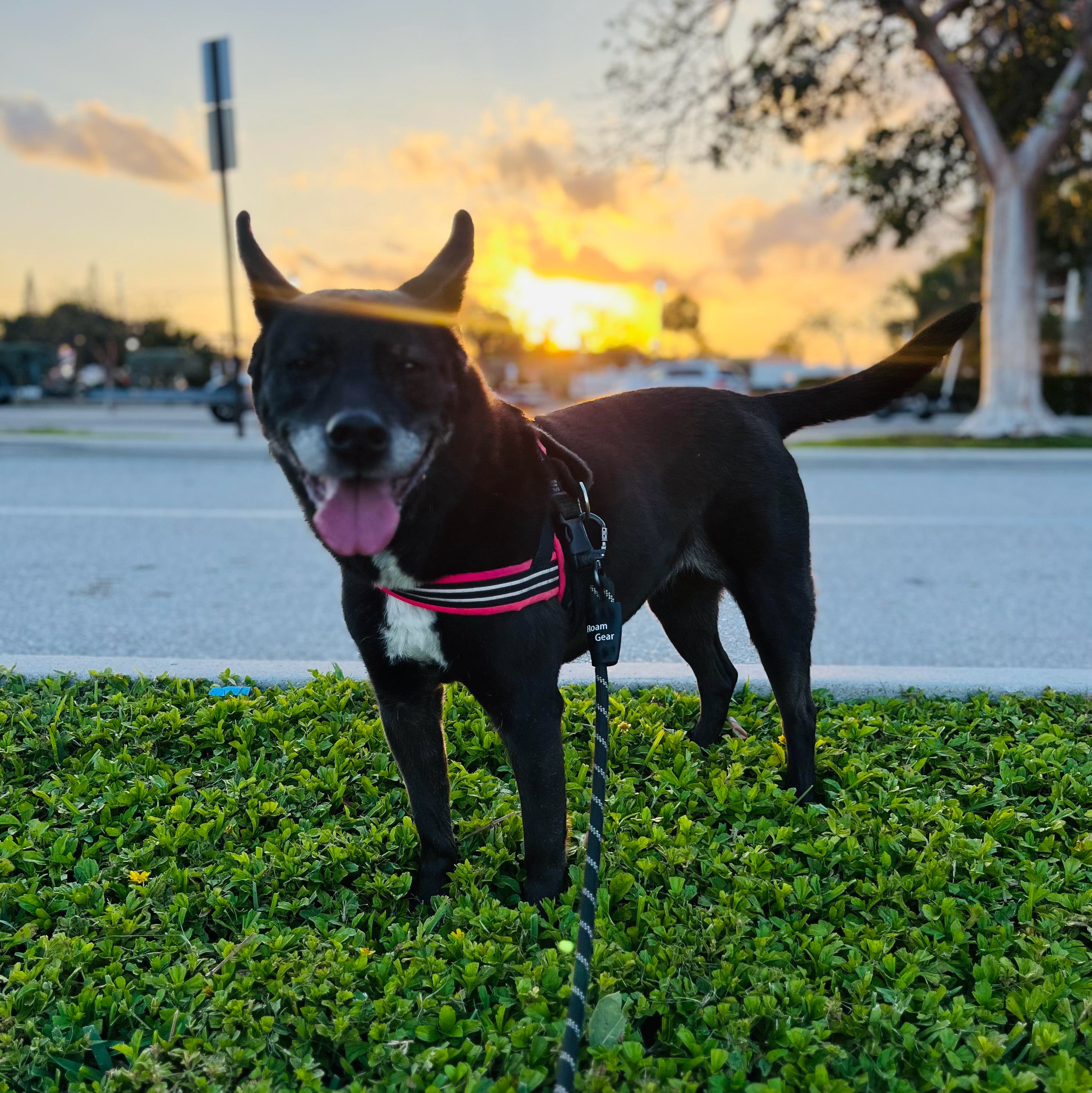 Madison, a Adoptable Australian Cattle Dog / Blue Heeler in Stuart, FL image 6/6