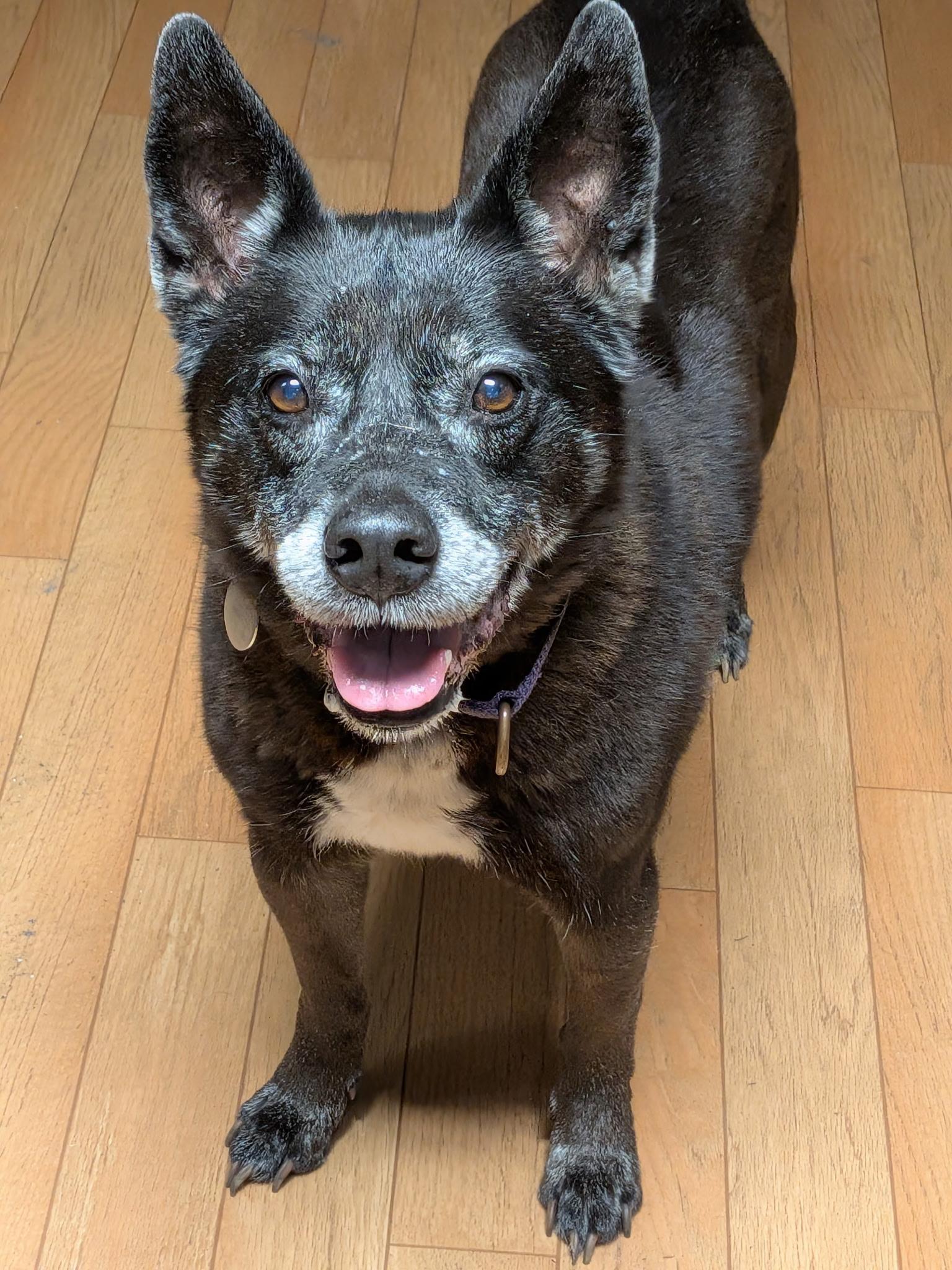 Madison, Adoptable, Senior Female Australian Cattle Dog / Blue Heeler.