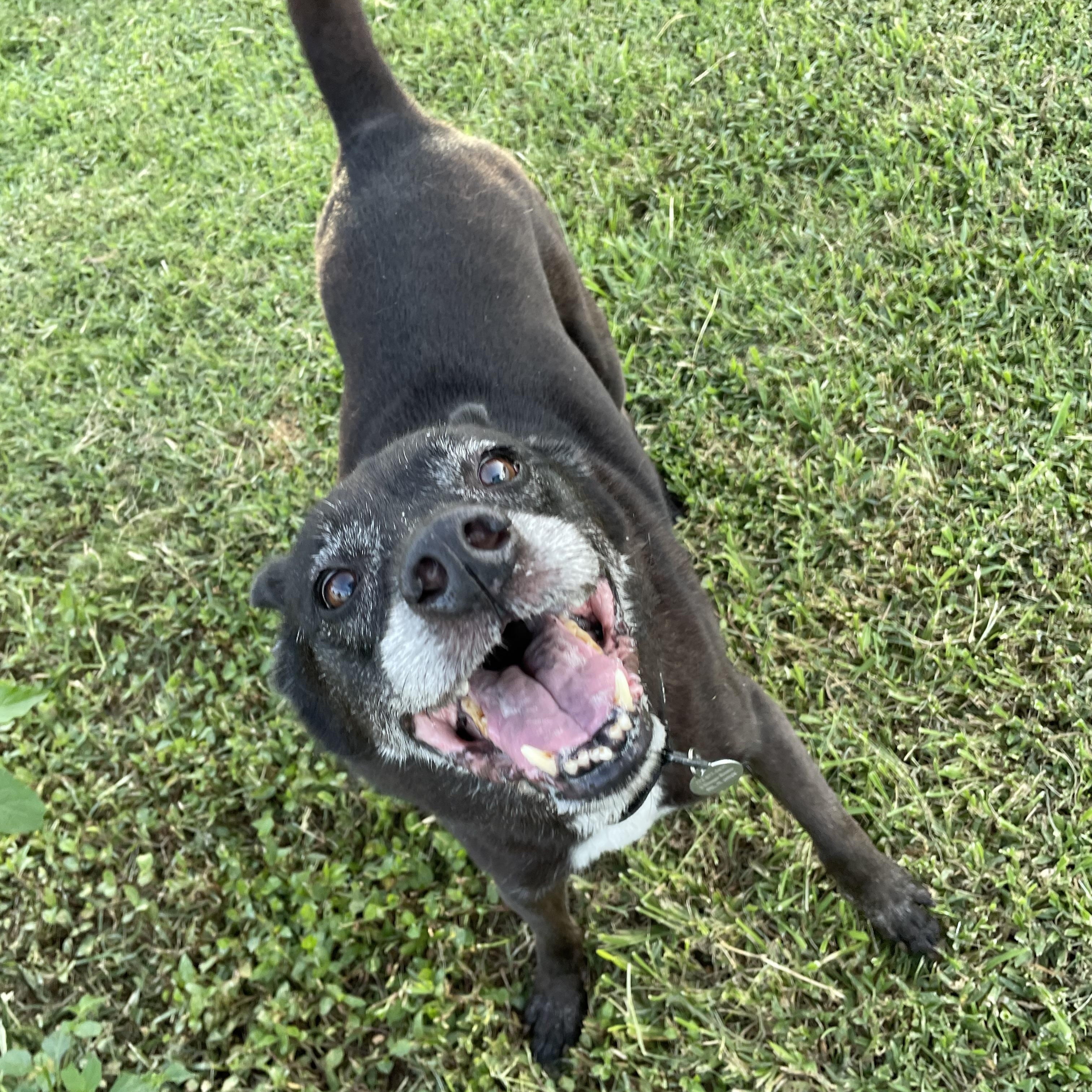 Madison, a Adoptable Australian Cattle Dog / Blue Heeler in Stuart, FL image 4/6