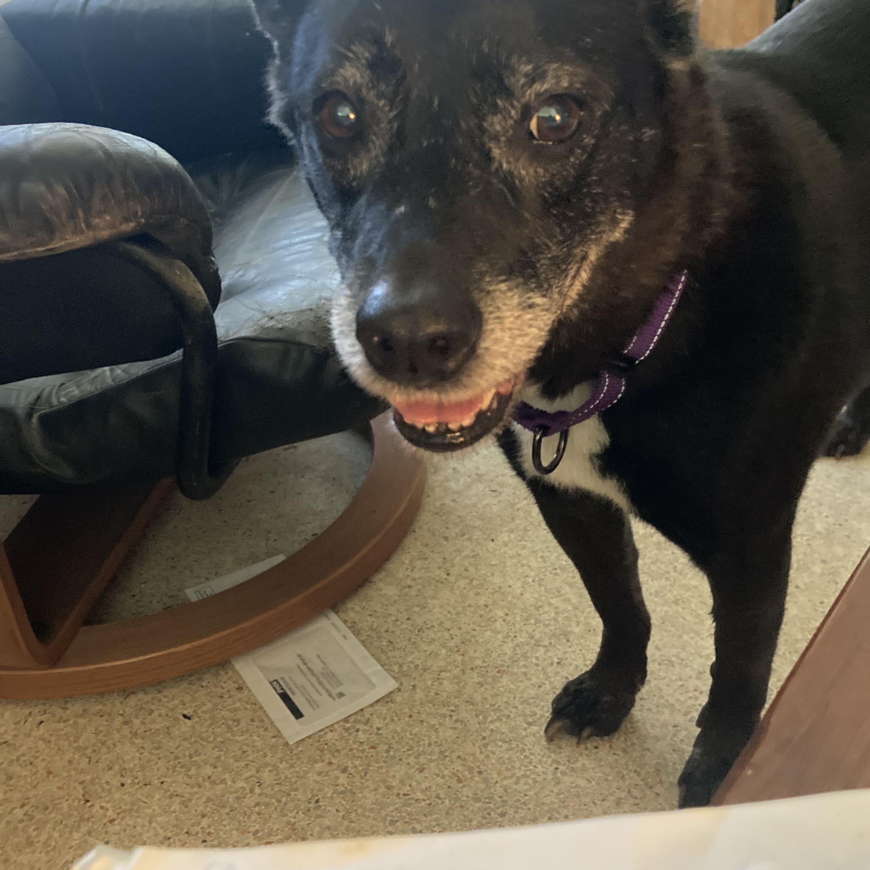Madison, a Adoptable Australian Cattle Dog / Blue Heeler in Stuart, FL image 5/6