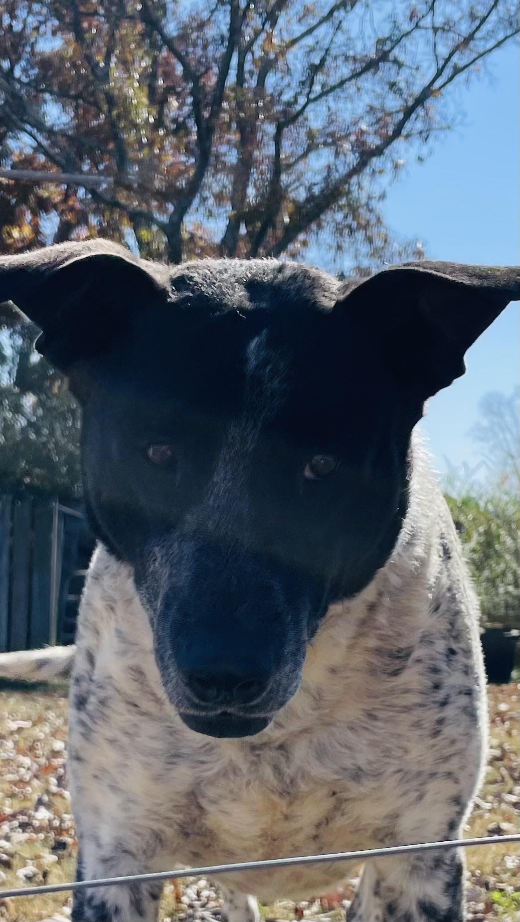 Rocket & Jax thumbnail 2