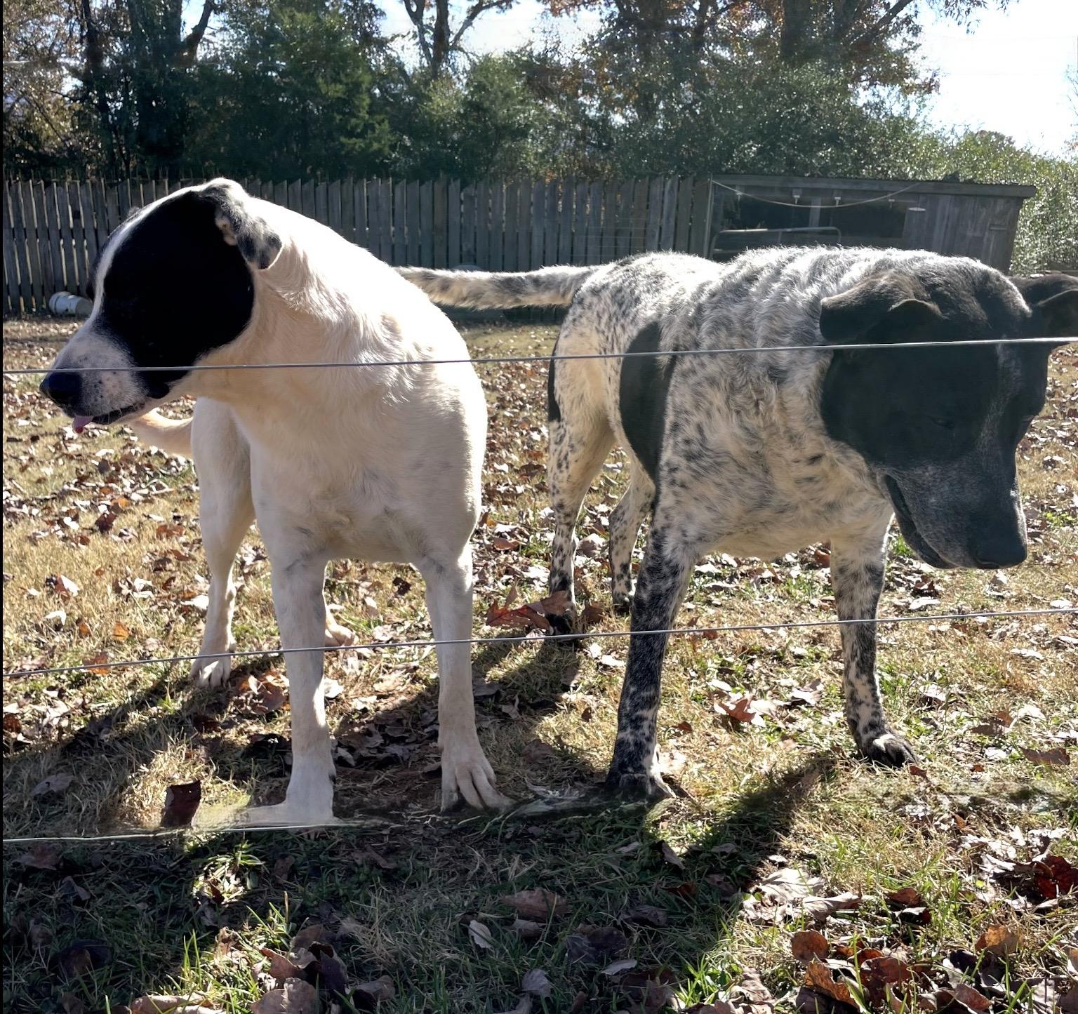 Rocket & Jax, a Adoptable mixed breed in Maryville, TN image 3/5
