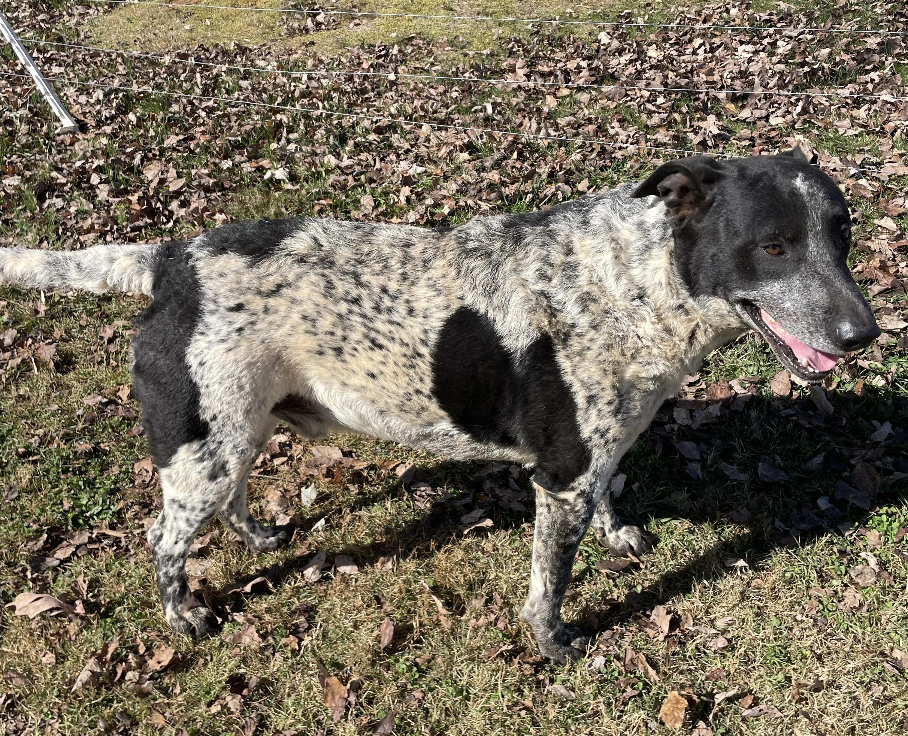 Rocket & Jax, a Adoptable mixed breed in Maryville, TN image 4/5