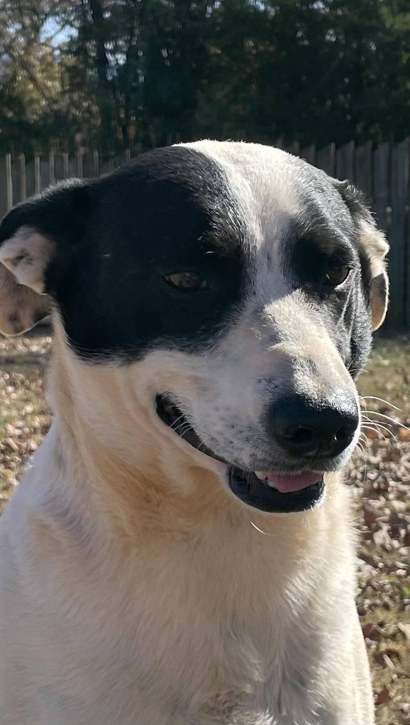 Rocket & Jax, a Adoptable mixed breed in Maryville, TN image 5/5