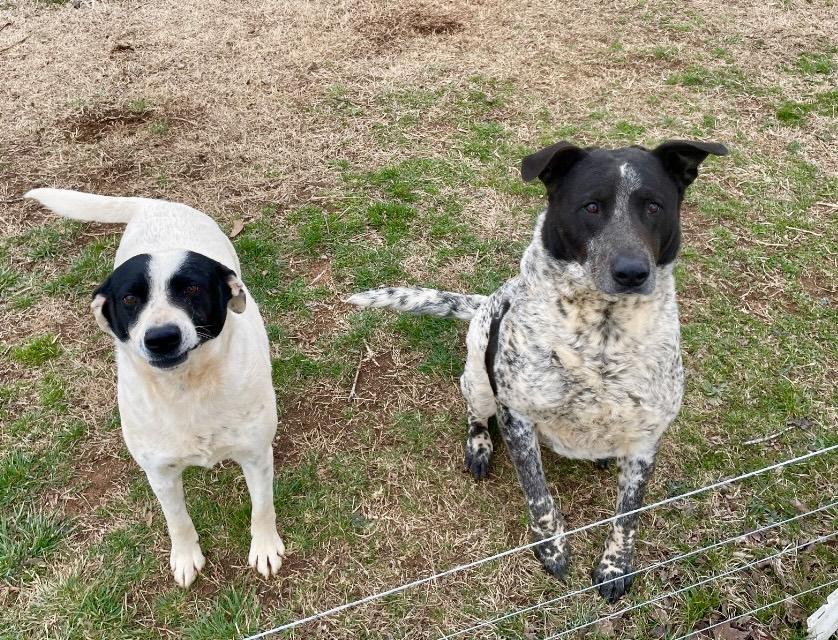 Rocket & Jax, a Adoptable mixed breed in Maryville, TN image 1/5