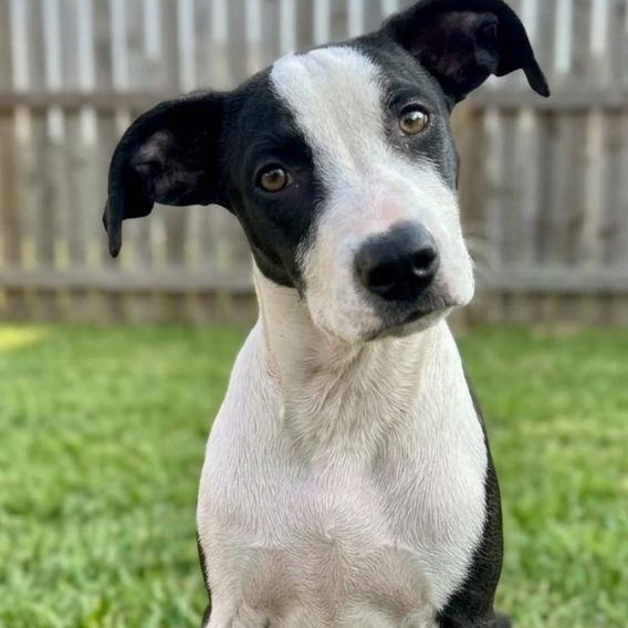 Enlarge Tommy, a Adoptable mixed breed in Fort Wayne, IN image 4/5