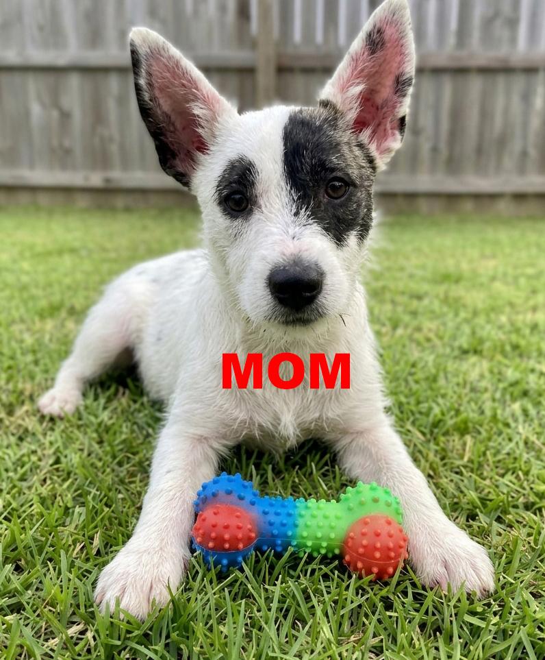 Enlarge Tommy, a Adoptable mixed breed in Fort Wayne, IN image 5/5