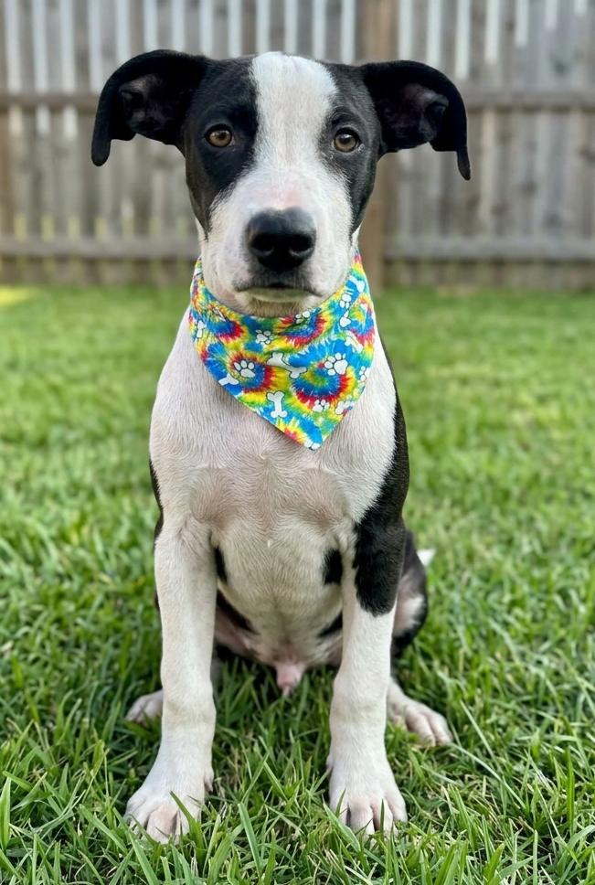 Tommy, Adoptable, Puppy Male Jack Russell Terrier & Hound.