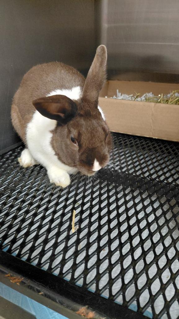 Bun Bun, Adoptable, Young Female Dutch.