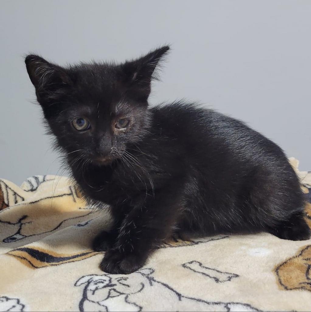 Enlarge Winnie, a Adoptable Domestic Short Hair in Wappingers Falls, NY image 1/4