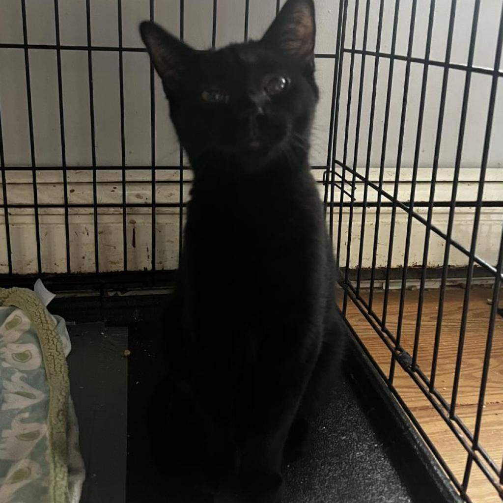 Enlarge Winnie, a Adoptable Domestic Short Hair in Wappingers Falls, NY image 2/4