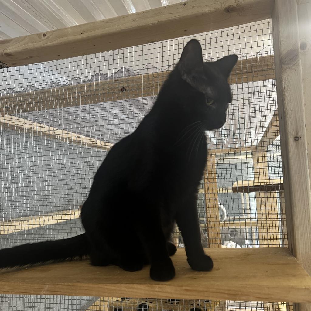 Enlarge Winnie, a Adoptable Domestic Short Hair in Wappingers Falls, NY image 3/4