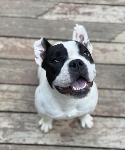Jessica, Adopted, Young Female French Bulldog.