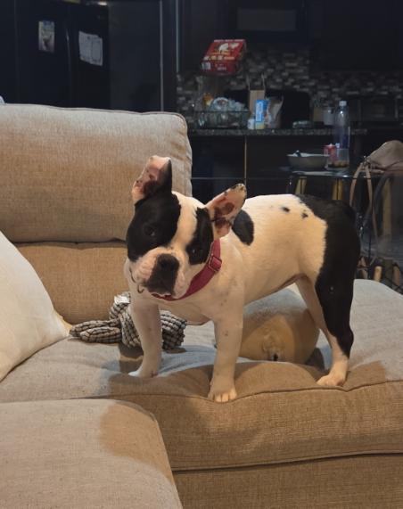 Enlarge Jessica, a Adopted mixed breed in Medford, NJ image 2/5