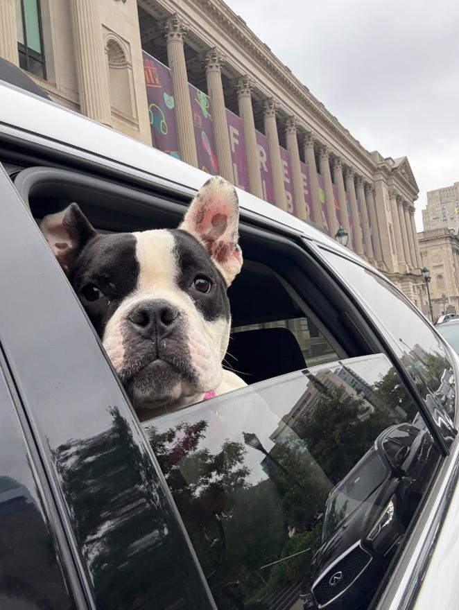 Enlarge Jessica, a Adopted mixed breed in Medford, NJ image 3/5