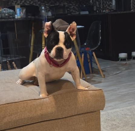 Enlarge Jessica, a Adopted mixed breed in Medford, NJ image 4/5