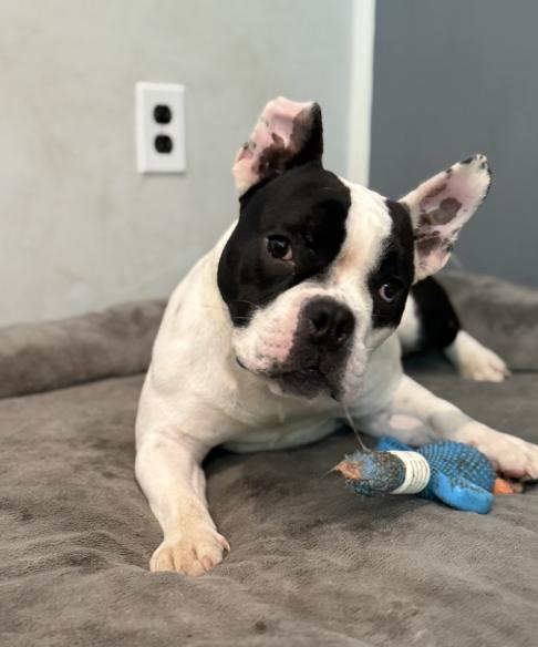 Enlarge Jessica, a Adopted mixed breed in Medford, NJ image 5/5