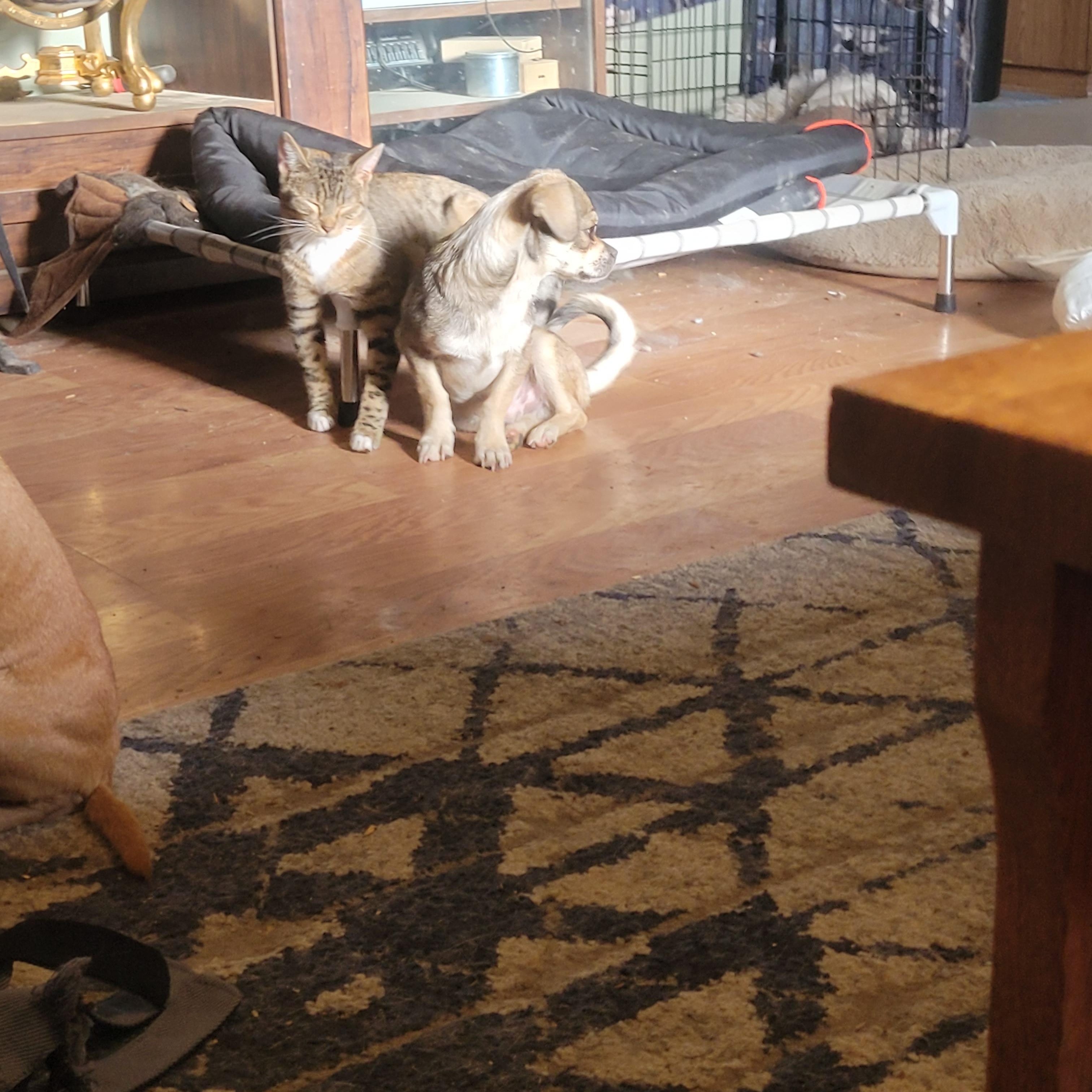 Uncle Bucky, Adoptable, Young Male Chihuahua & Pug.