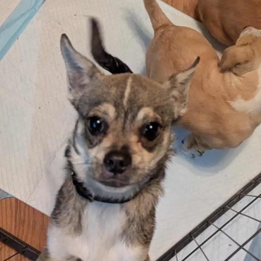 Uncle Bucky, a Adoptable mixed breed in California Hot Springs, CA image 2/3