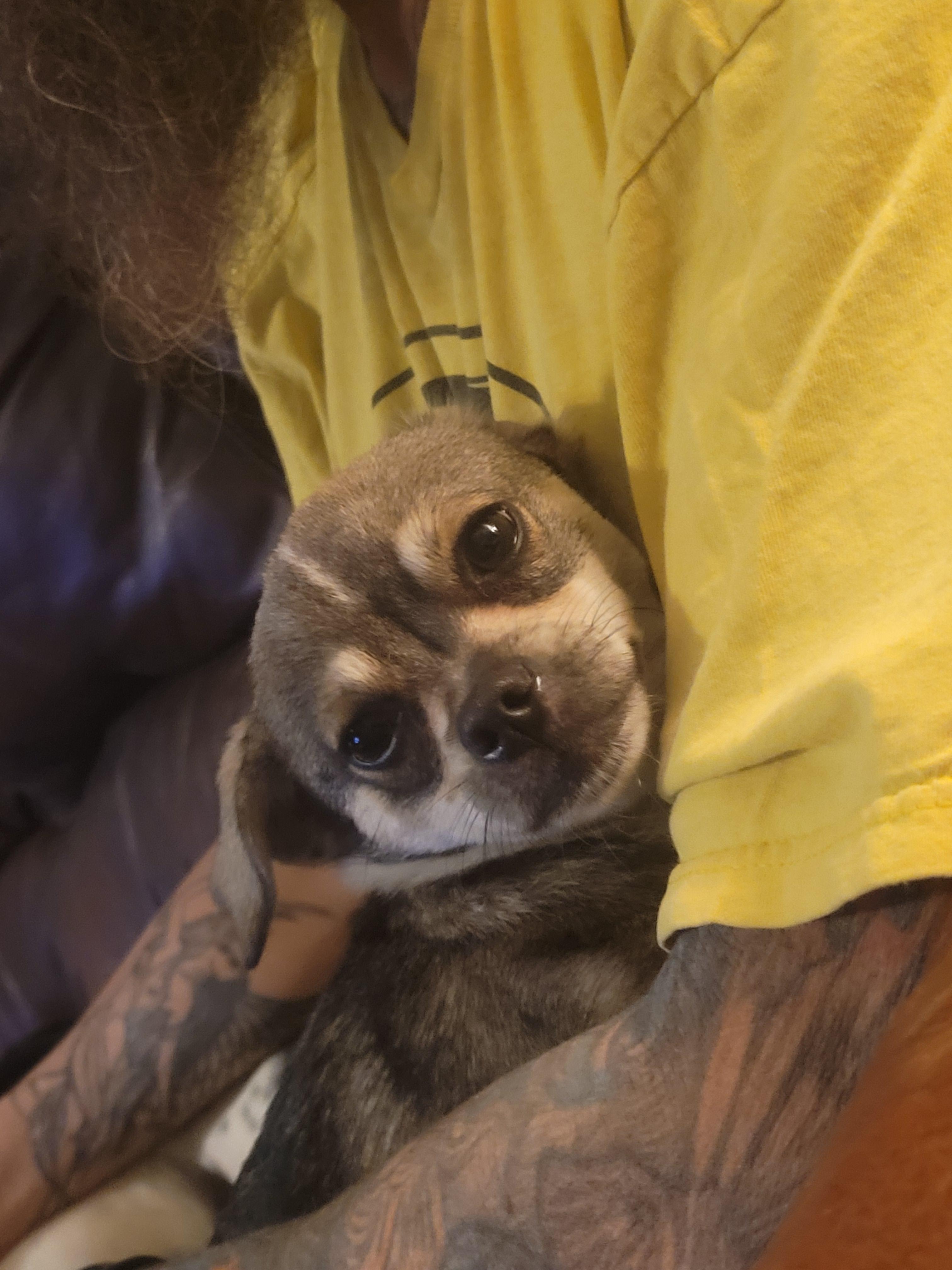 Uncle Bucky, a Adoptable mixed breed in California Hot Springs, CA image 3/3