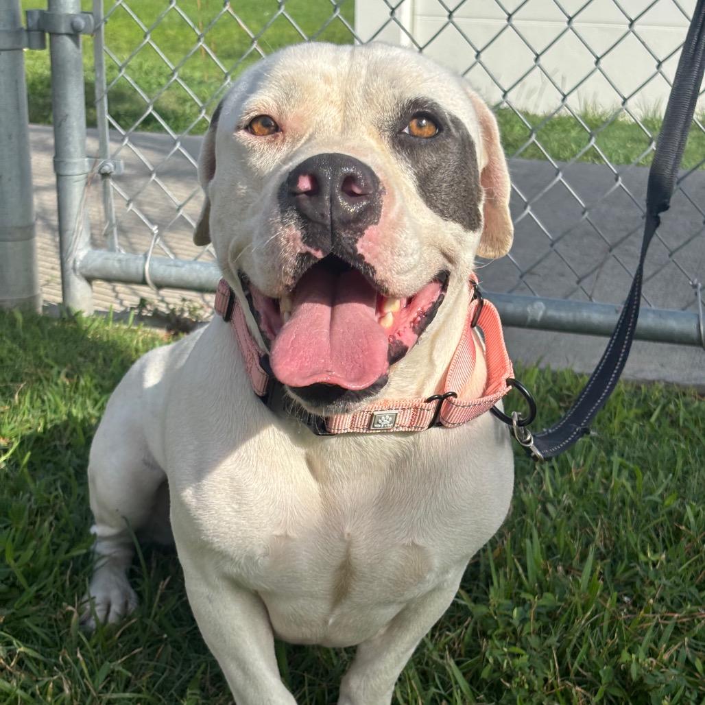 Cup, Adoptable, Adult Female Pit Bull Terrier.