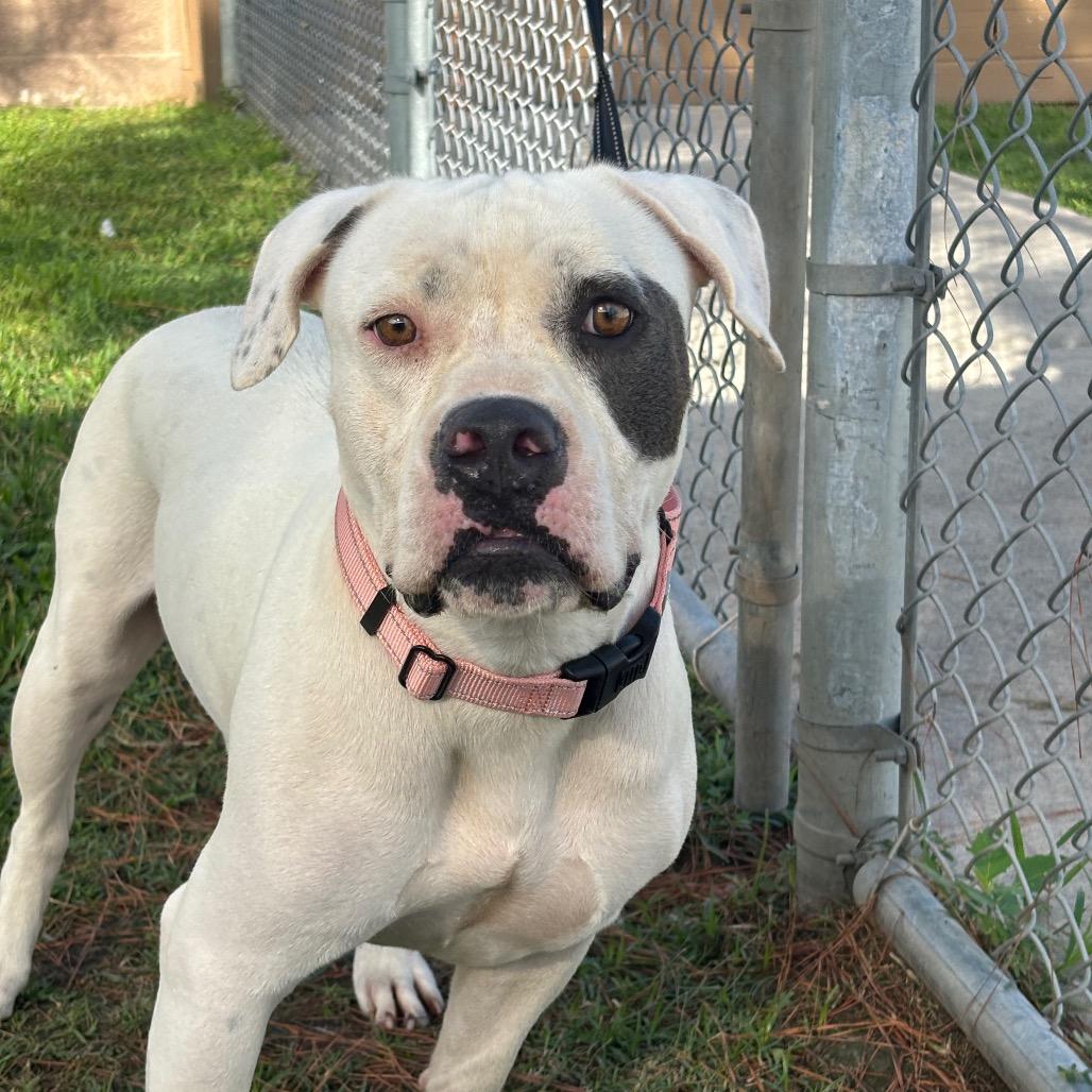Cup, a Adoptable mixed breed in League City, TX image 2/3