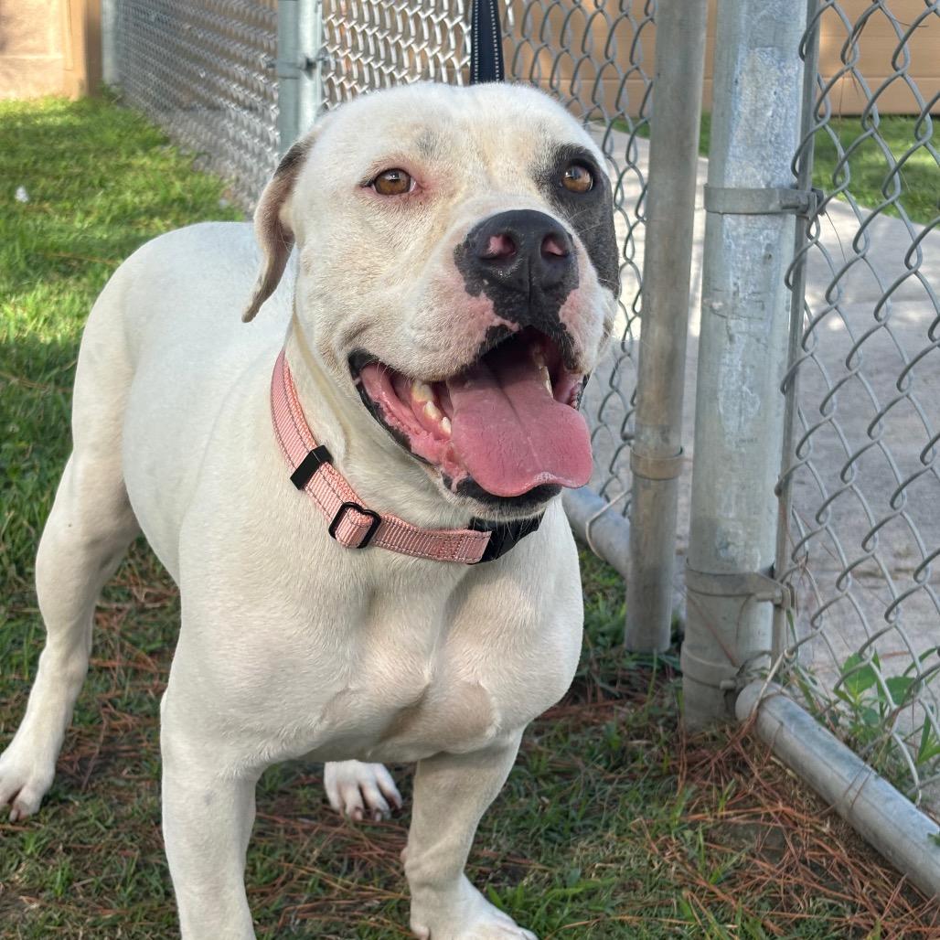 Cup, a Adoptable mixed breed in League City, TX image 3/3