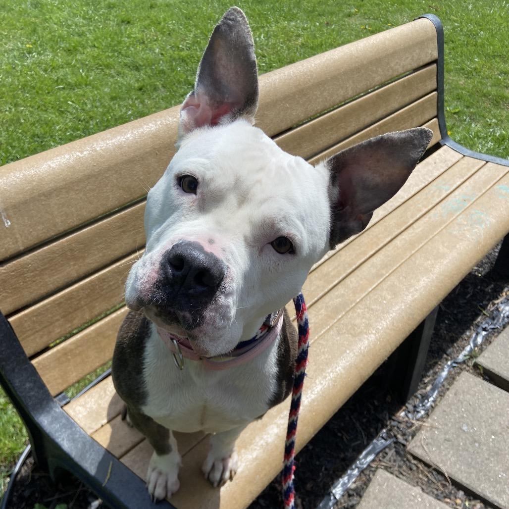 Aracelys, a Adoptable Mixed Breed in Allentown, PA image 1/6